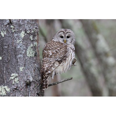 " Perching Barred Owl " by Suefeldberg