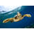 Hawksbill Sea Turtle by Vladoskan - Wrapped Canvas Print-1388701414