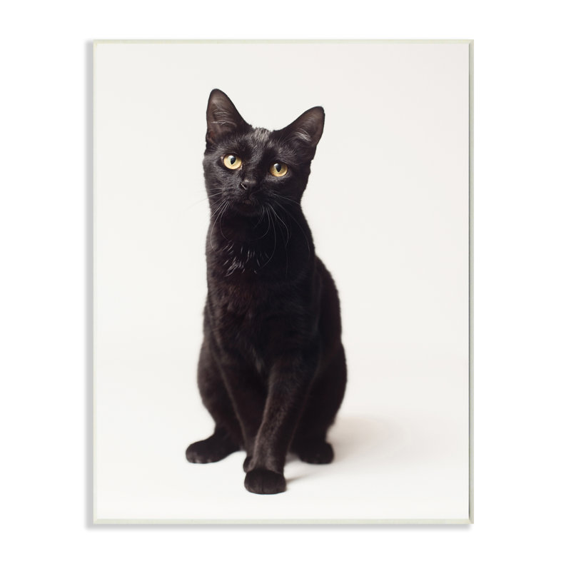 Mignon chat noir aux yeux expressifs, portrait d'animal par Marika Moffit - photographie, Plaque murale, H 15 po x l 10 po