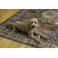 Tapis ivoire et lavable à la machine Chyanna-1295417387