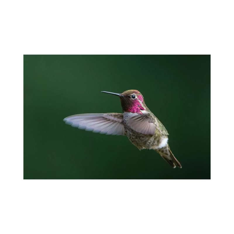 USA, WA Male Anna's Hummingbird (Calypte Anna) Displays Its Gorget While Hovering in Flight 1 Piece Wrapped Canvas Wall Art