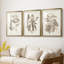 Antique sépia botanicals VI - reproduction encadrée sur mesure de qualité supérieure - 3 pièces