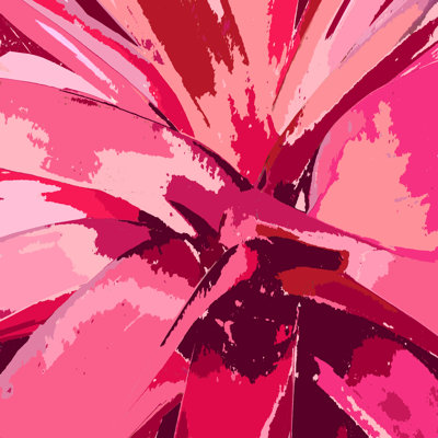 Broméliacées rosées
