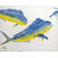 Mahi I By John Beard - Gallery Wrapped Canvas Print Print by John Beard-1162609408