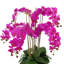 Orchid Centerpiece in Ceramic Pot-930332672