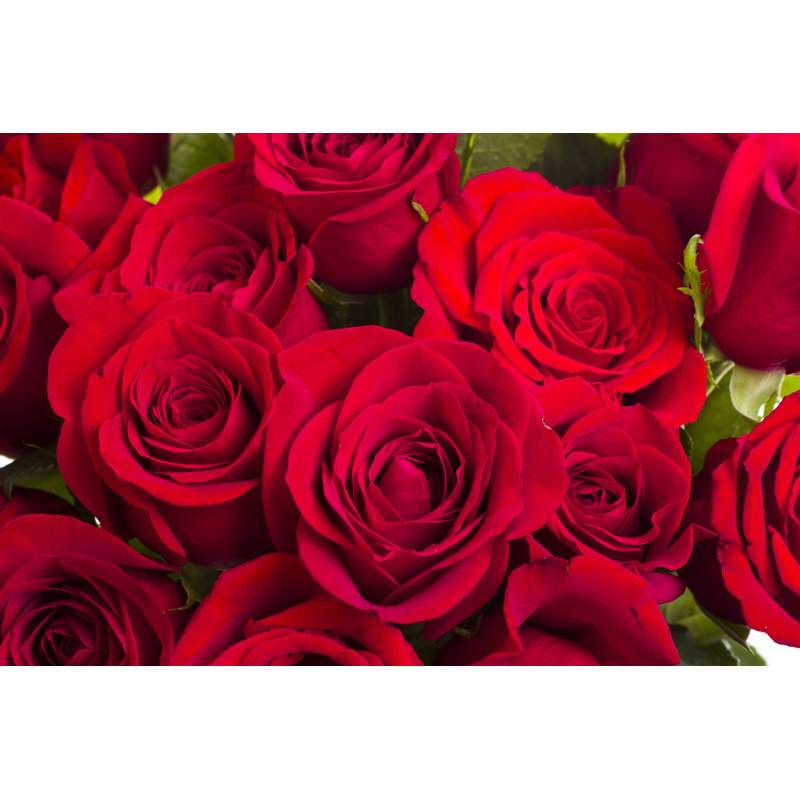 Roses rouges - photographie sur toile tendue, H 8 po x l 12 po
