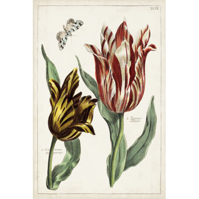 " Tulip Classics IV " Painting Print