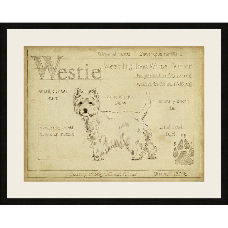 Antique Yellow Canine Study Framed Paper Print with Black Wooden Frame