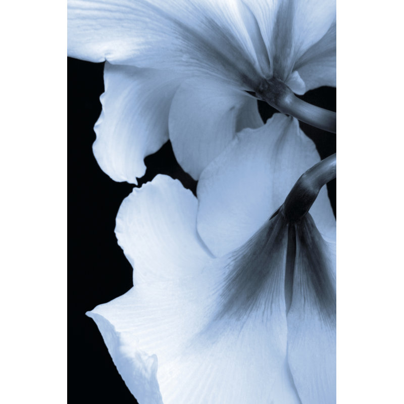 Reveal On Black I by A. Project - Wrapped Canvas Print, 46cm H x 30cm W