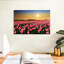 Champ de tulipes Alvord Pays-Bas-108733129