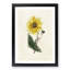 Illustration of a Yellow Sunflower - Picture Frame Painting Print-55579638-55579643