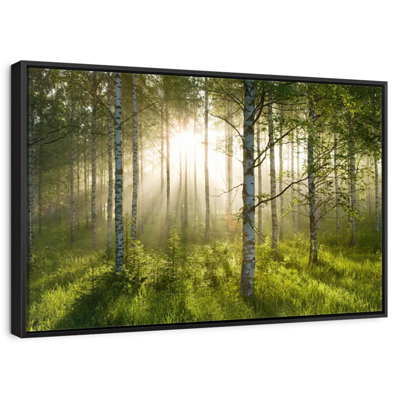 Birch Forest Sunlight, Cadre flottant noir, 40 po x 27 po
