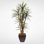Faux Yucca Tree in Metal Planter