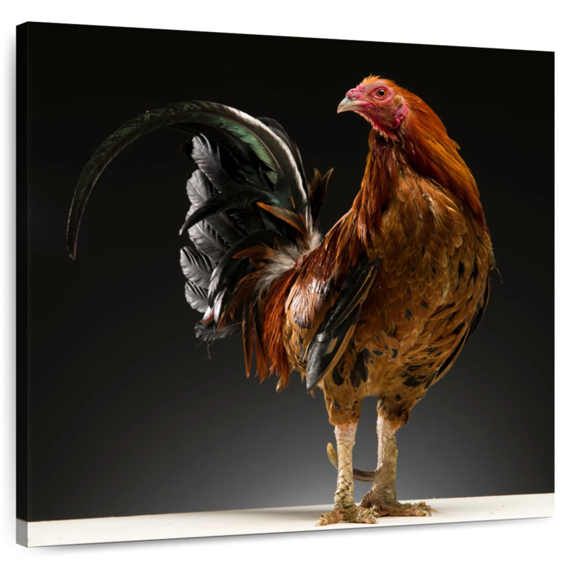 Crowle Rooster, 10" H x 10" W