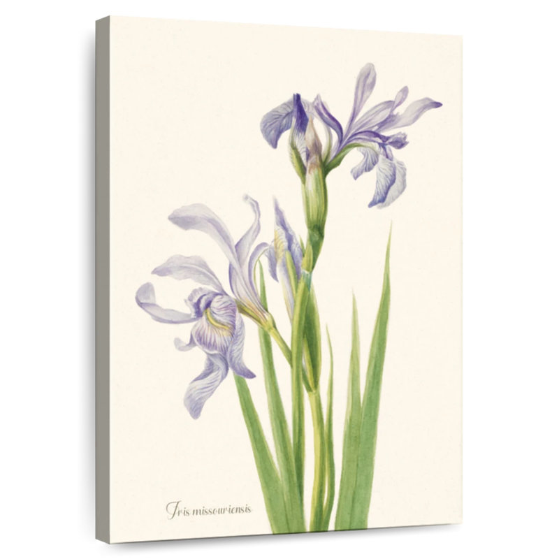 Iris Missouriensis, 36" H x 24" W