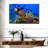 Brampt Royal Angelfish-107850757