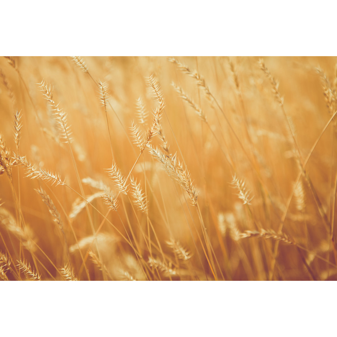 Sunny Golden Wheat Grass von Debibishop - Leinwandbild