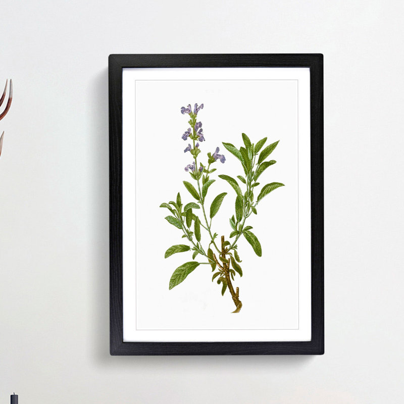 Garden Sage Flowers by Pierre-Joseph Redoute - Framed Print, 36cm H x 27cm W x 2cm D, Black Framed