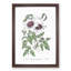 White Leather Clematis Flower - Framed Print-55612569-55612571