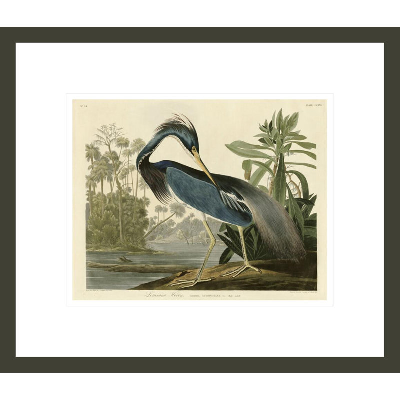 «Louisiana Heron» par John James Audubon, impression giclée encadrée, H 13,75 po x l 15,88 po