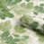 Sage