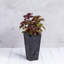 Pot à fleurs avec égouttoir Sewstone Artstone-1328659521-1328659548