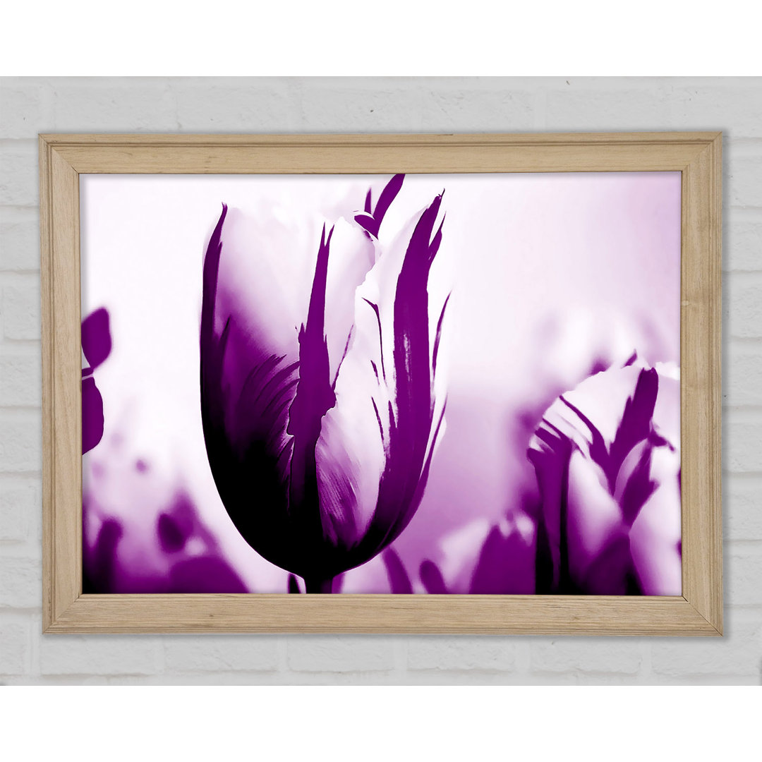 Gem Of A Tulip Purple - Einzelner Bilderrahmen Kunstdrucke