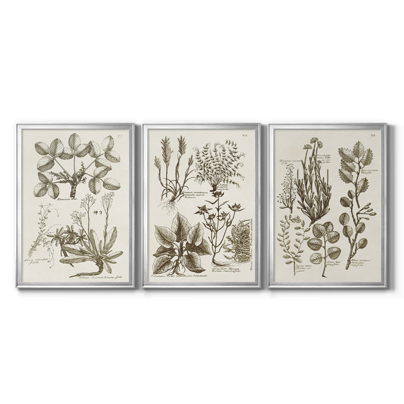 Sépia Botanical Journal VI - Toile tendue avec châssis sur mesure - 3 pièces, 27" H x 39" W, Argent argent