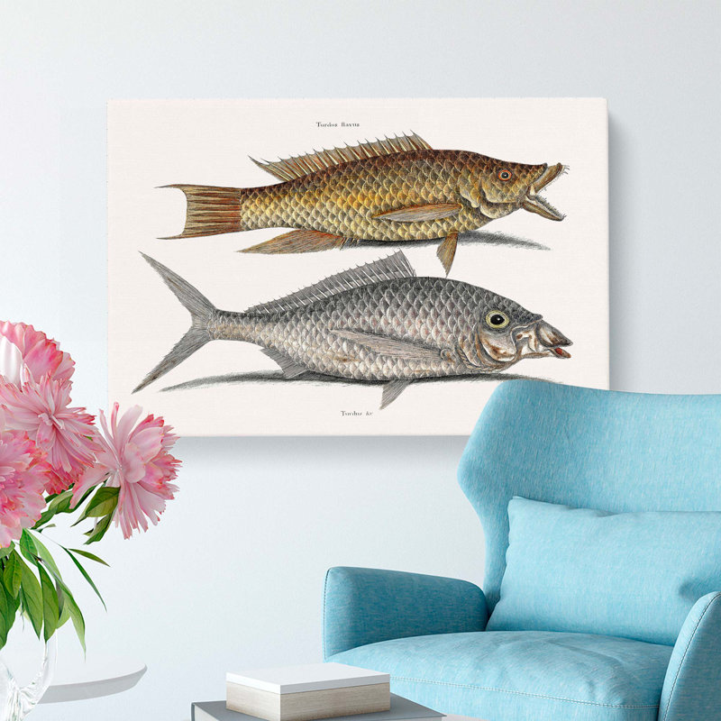 Hig Fish and Shad Fish by Mark Catesby - Wrapped Canvas, 40cm H x 60cm W x 3cm D