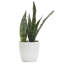 Live Zeylancia Snake Plant in Classic Pot-49662181