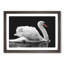 White Swan Swimming - Picture Frame Painting Print-56739278-56739277