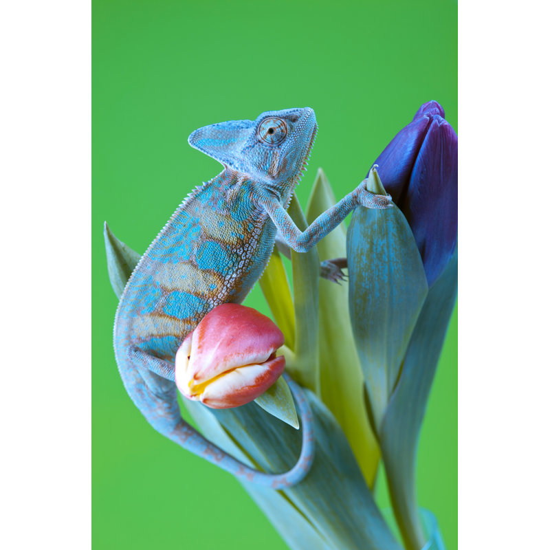 Chameleon - Wrapped Canvas Print, 91cm H x 61cm W x 3.8cm D