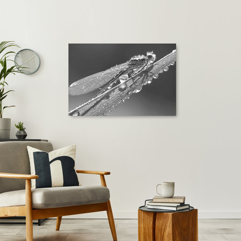 Morning Dew Damselfly Delicate Peaceful Serene Dragonfly Nature Wildlife Wall Art Print by Thierry Dufour - Print