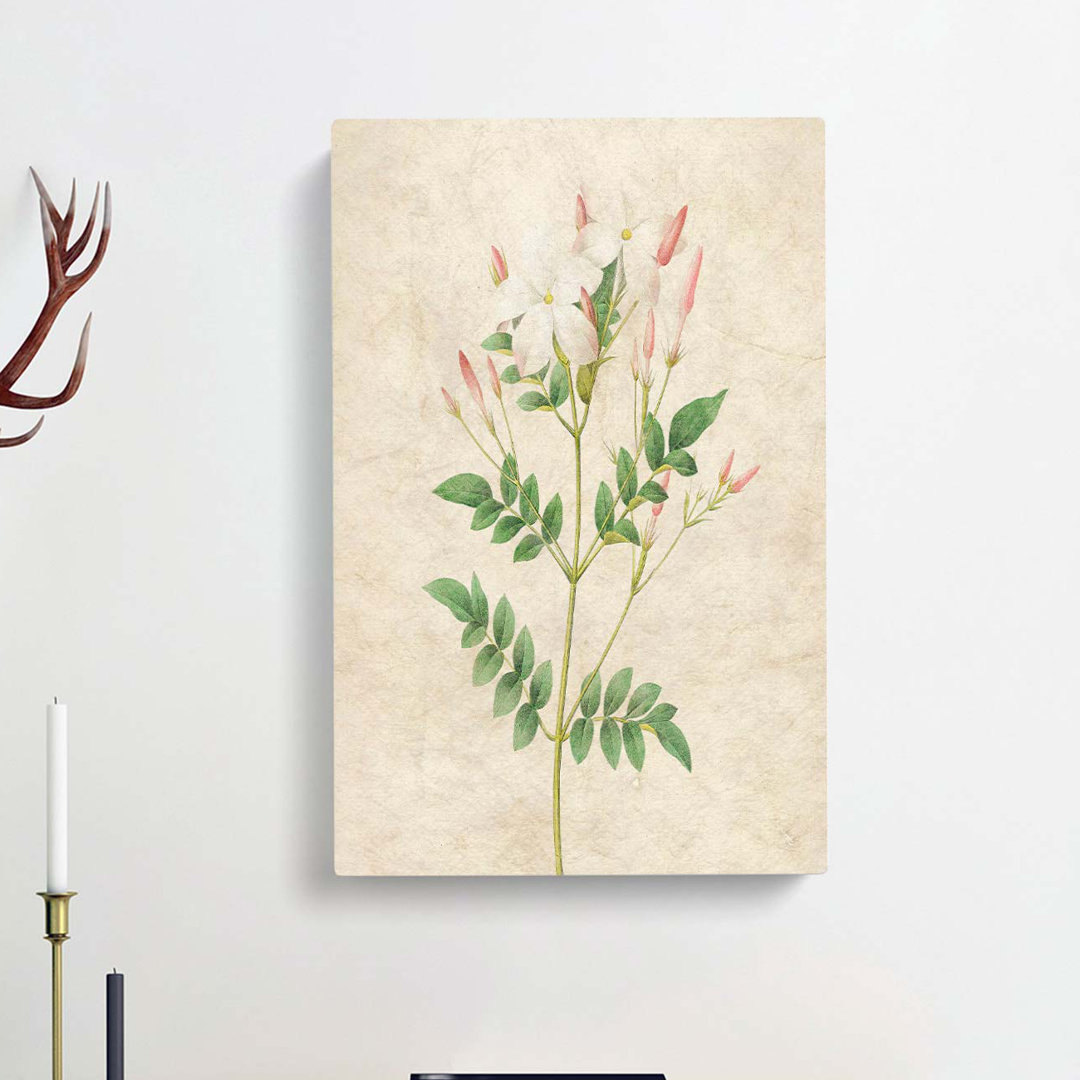 Spanish Jasmine Flowers by Pierre-Joseph Redoute - Wrapped Canvas