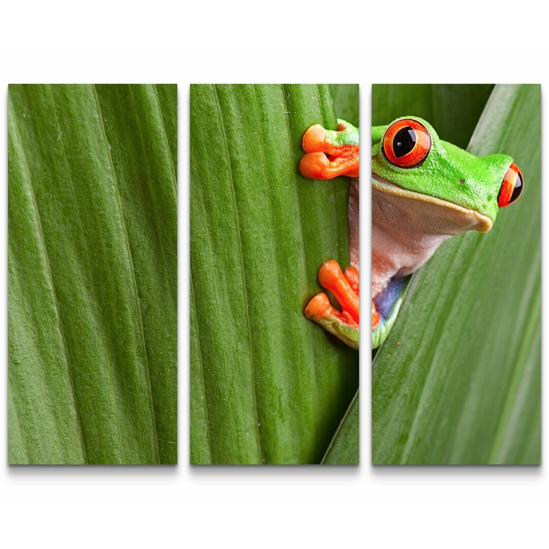 3-tlg. Leinwandbilder-Set Neugieriger Baumfrosch zwischen Blättern