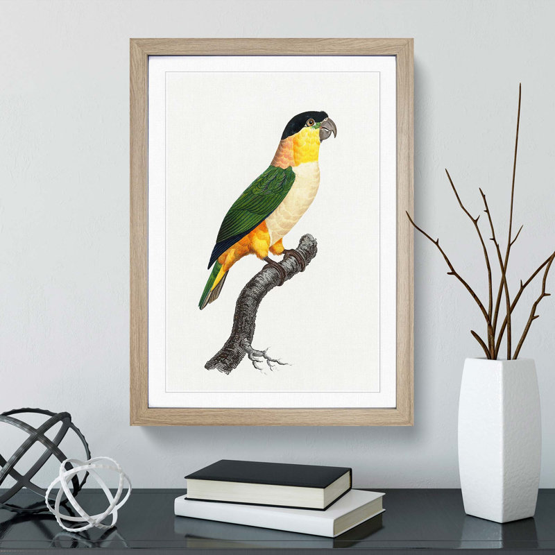 A Black-Headed Parrot by F. Levaillant - Single Picture Frame Painting, 33cm H x 24cm W x 2cm D, Oak Framed