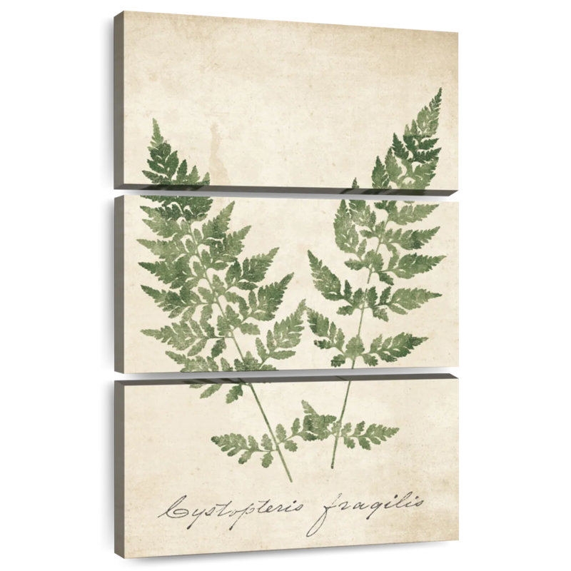 Harnek Vintage Ferns No Border, H 32 po x l 20 po