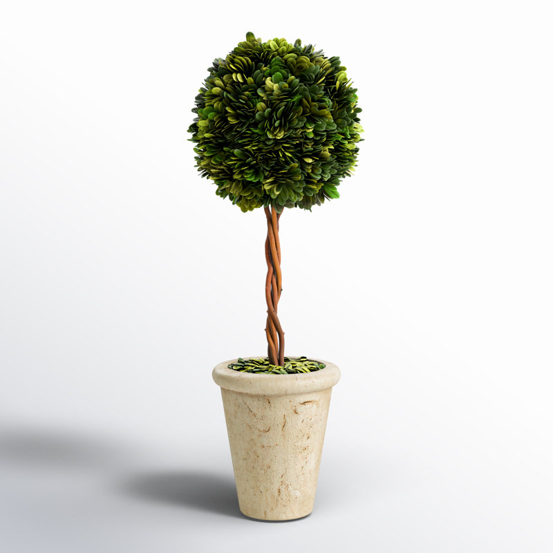 Thisbe 18.5'' Boxwood Topiary in Earthenware Pot