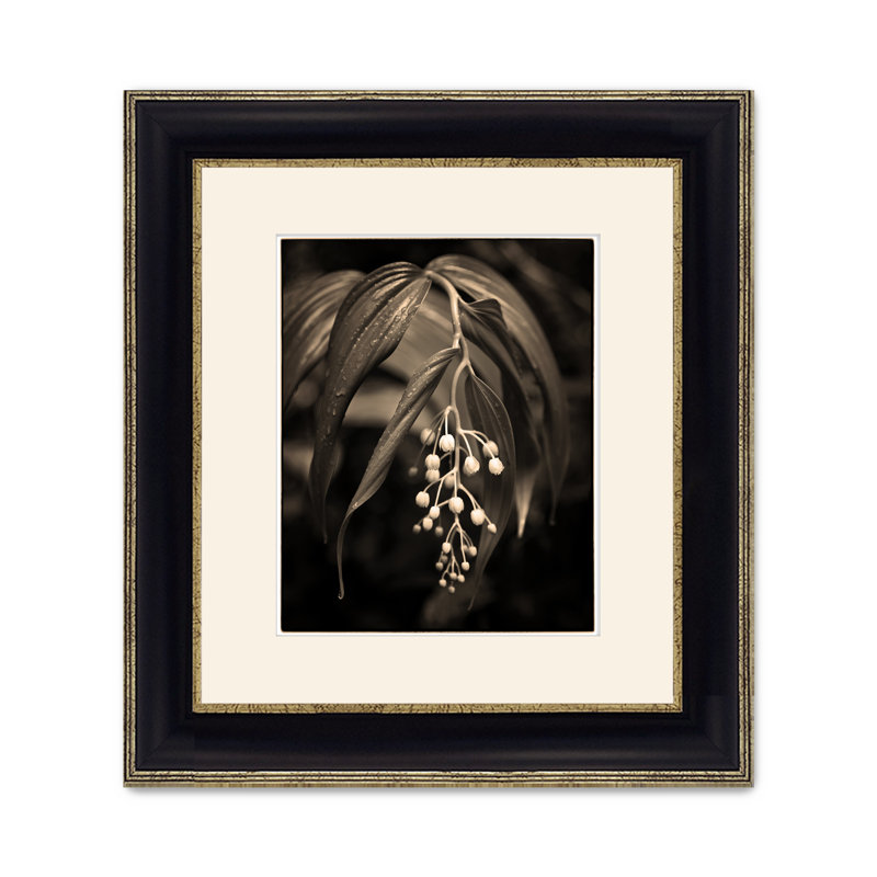 Rain Forest Lily
