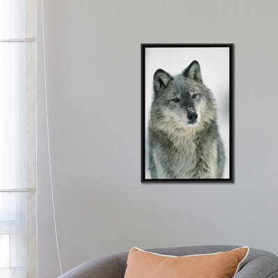 «Timber Wolf with Snow on Museau, Montana», reproduction de photo sur toile