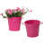 Rose vif