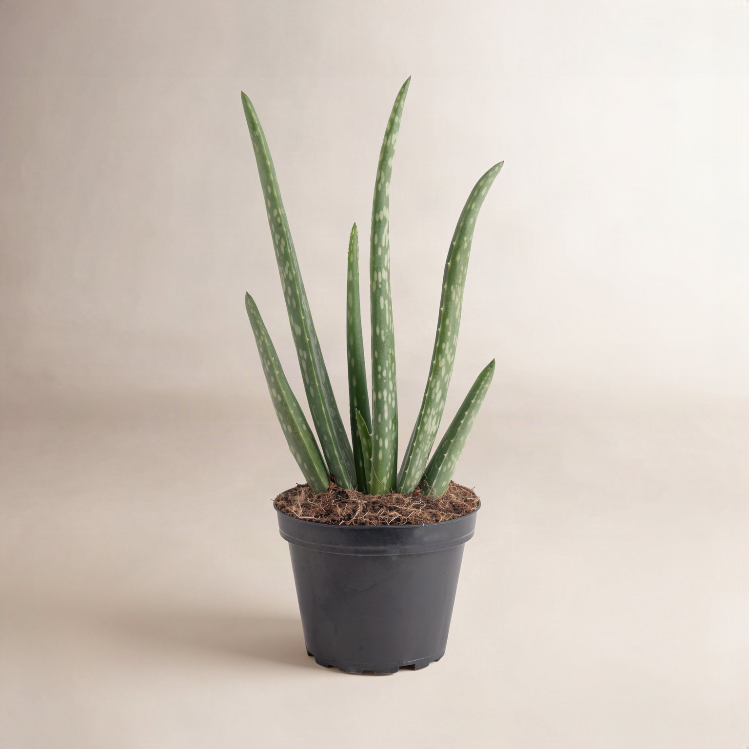 Costa Farms Aloe Vera Plant