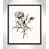 Walnut Framed