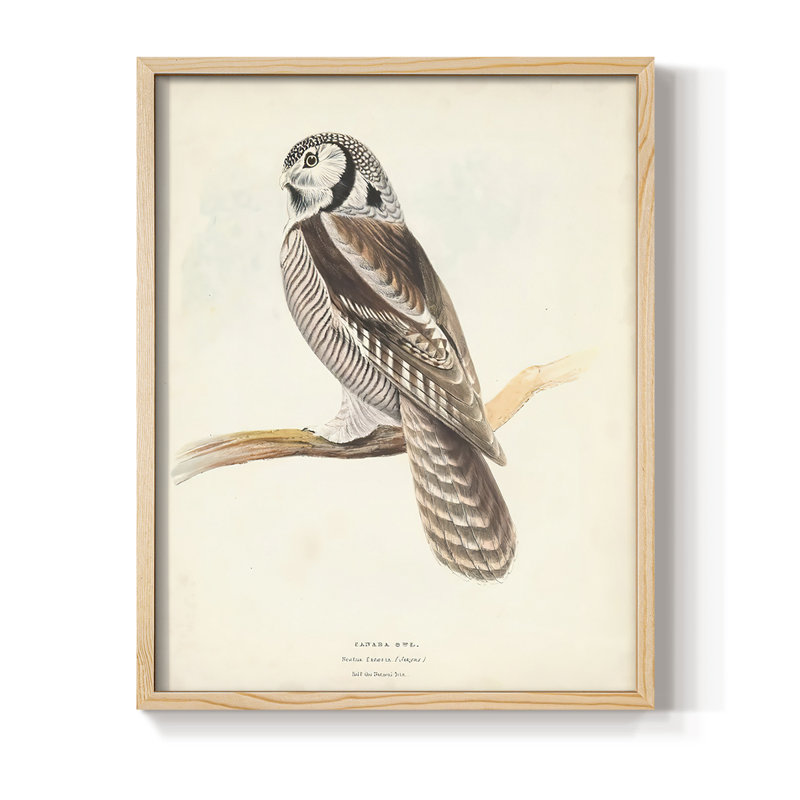 Canada Owl Framed Print - Solid Wood, 11" H x 9" W