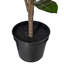  36 po. Plante en pot Croton.-1847274248