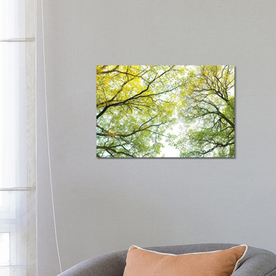Spring Trees by Mateusz Piesiak - Wrapped Canvas Print
