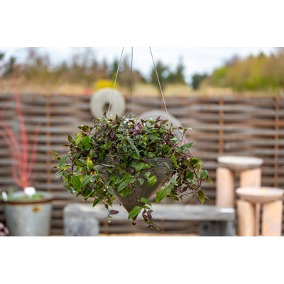 Mcgowen Metal Hanging Planter
