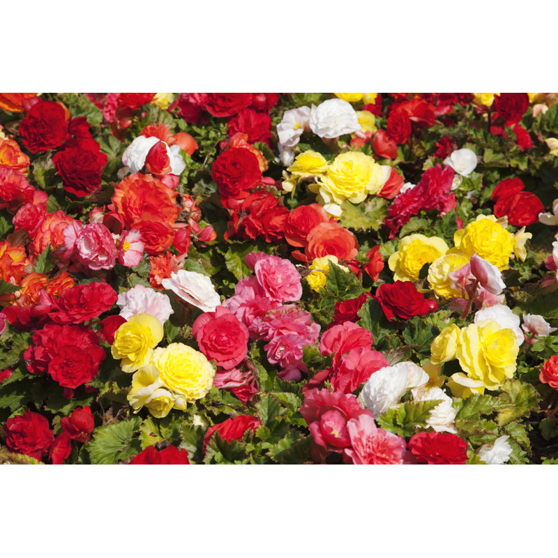 Begonias Multi Coloured by Sarahlouisephotography - Wrapped Canvas Print, 30cm H x 46cm W