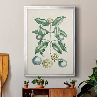 Buchoz Tropicals VII, reproduction d'art encadrée