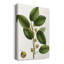 «Cherry Fig Tree», impression sur toile tendue-101023982
